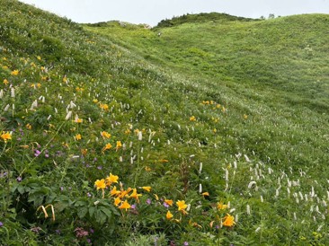 個人山行報告花の白山満喫の旅